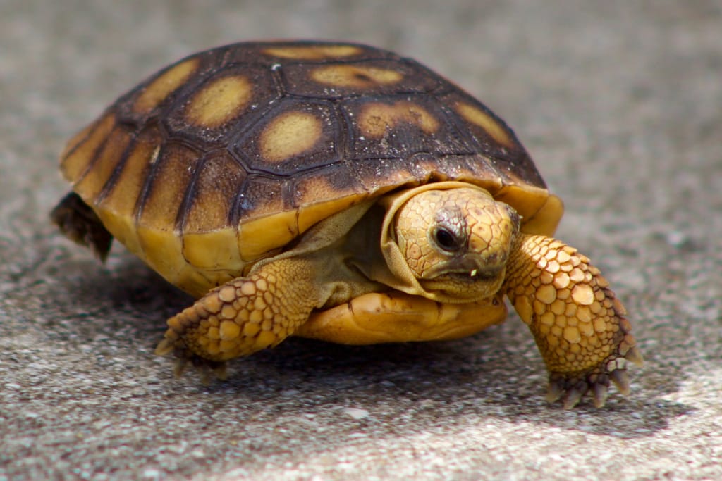 Pieni kilpikonna kävelee asfaltilla, pää ja eturaajat kuorensa ulkopuolella, ruskeankirjava kilpi selässään.