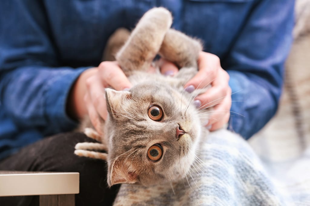 Harmaa kissa makaa selällään sylissä ja katsoo kameraan suurin silmin, kun ihminen rapsuttaa sitä.