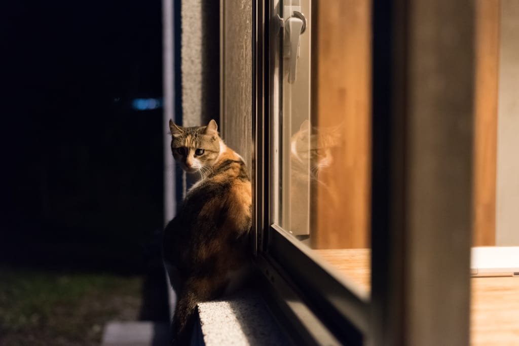 Kissa istuu ilta-aikaan ulkona ikkunalaudalla.