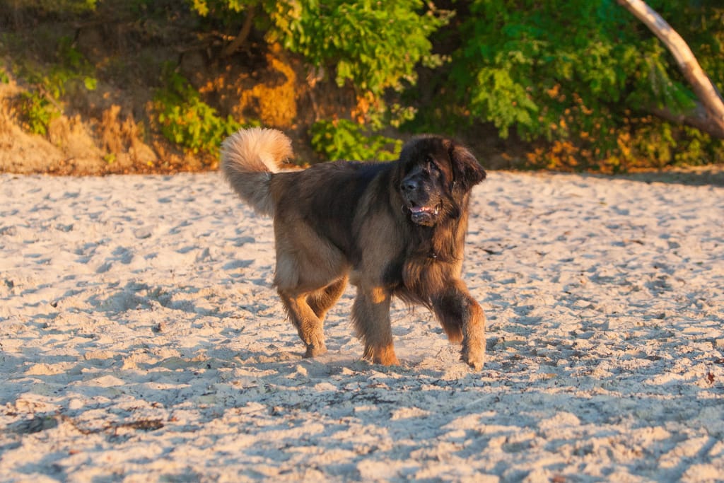 Sama suuri, pitkäkarvainen mustanruskea koira juoksee kohti kameraa hiekkarannalla. Sen suu on auki ja kieli hieman näkyvissä, ja taustalla erottuvat rantapenkka, paljaat puunjuuret ja vihreä kasvillisuus ilta-auringon kullatessa maiseman.