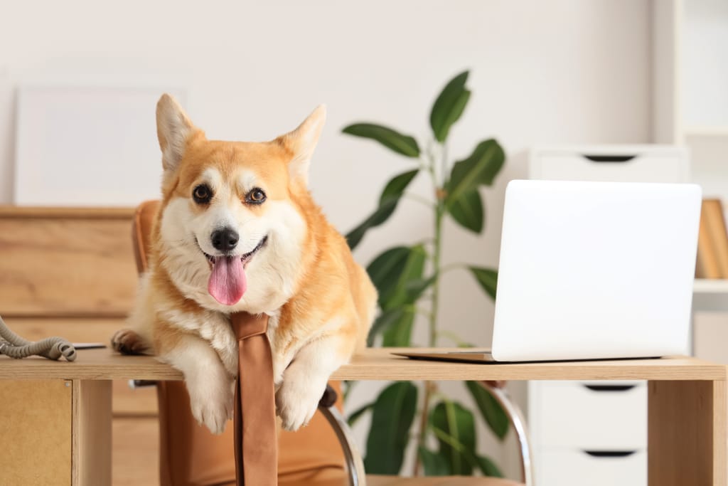 Corgi-koira solmio kaulassa makaa työpöydällä läppärin vieressä ja katsoo kameraan toimistomaisessa tilassa.