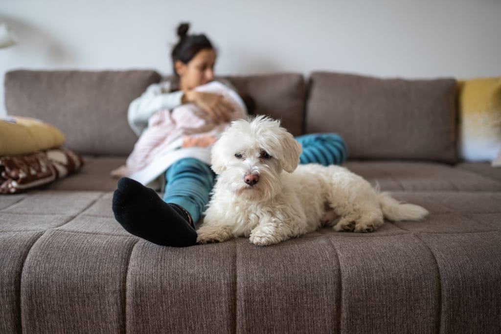 Valkoinen koira makaa sohvalla etualalla, taustalla aikuinen pitelee sylissään vauvaa.