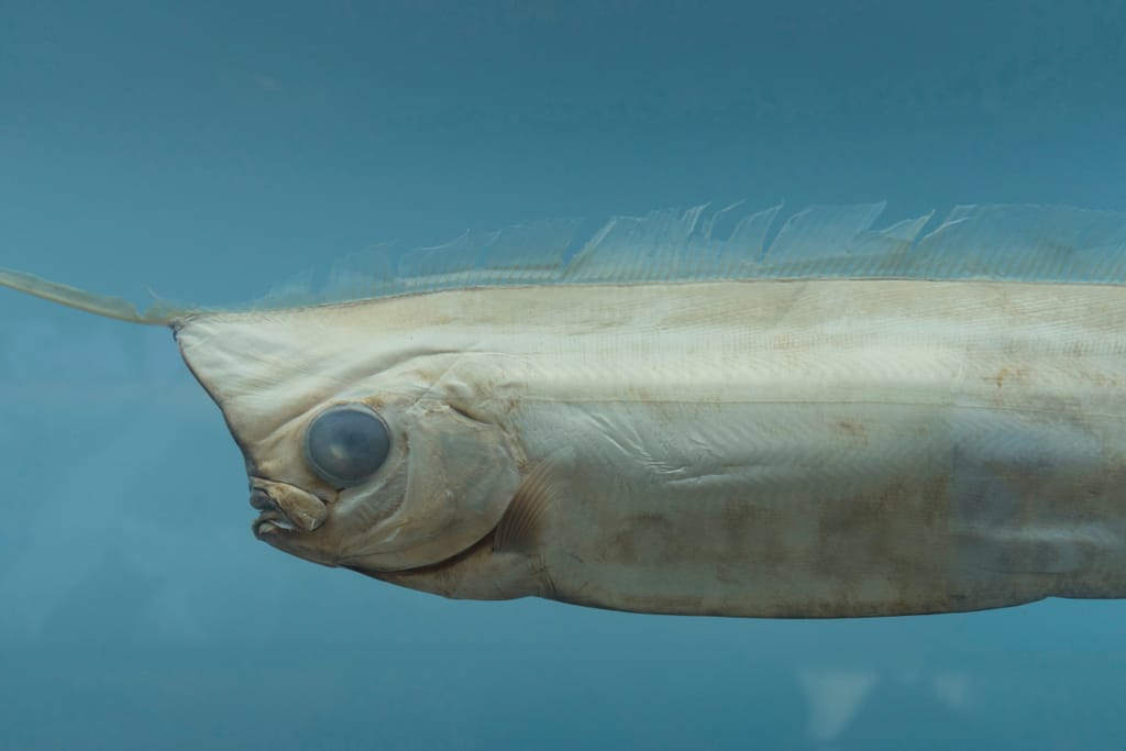 Pitkä ja litteä hopeinen syvänmeren kala kuvattuna veden alla sivuprofiilista.