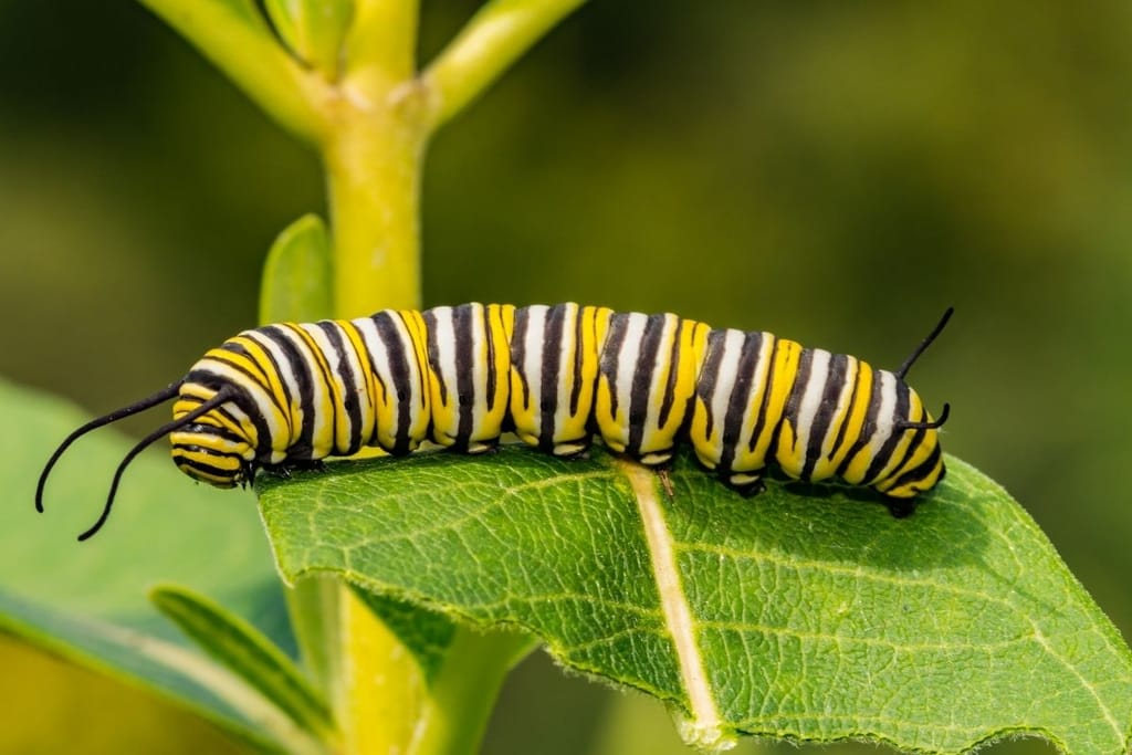 raidallinen toukka lehdellä ennen koteloitumista