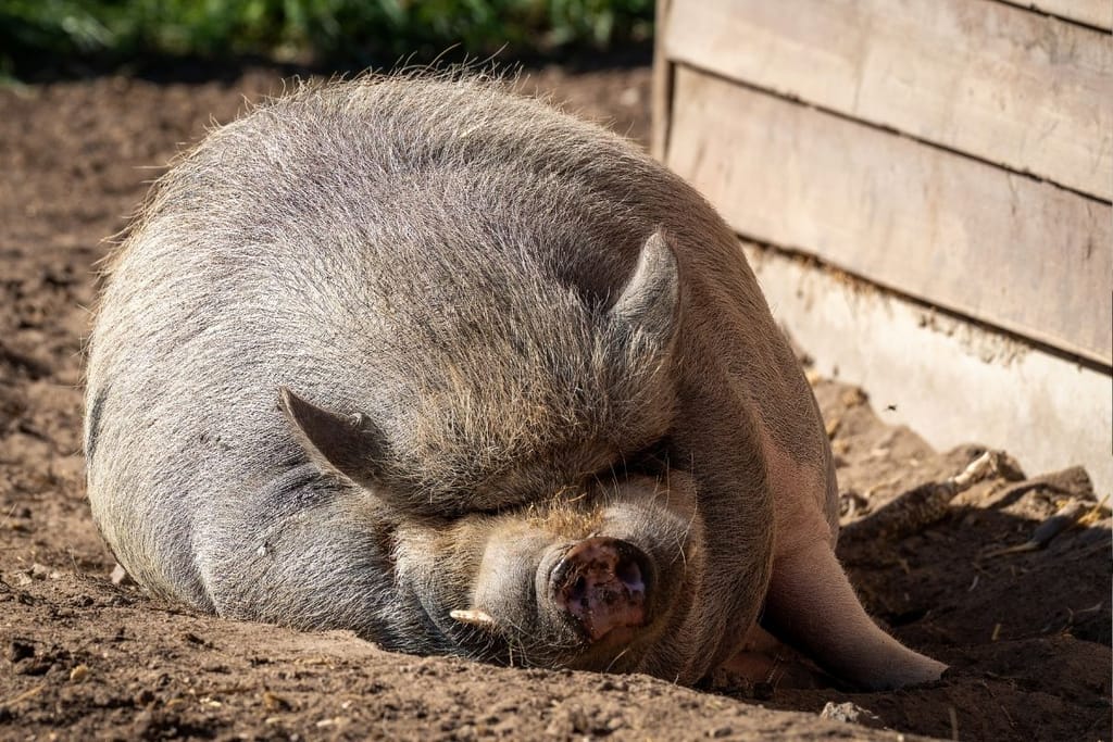 Minipossu nukkuu navetassa.
