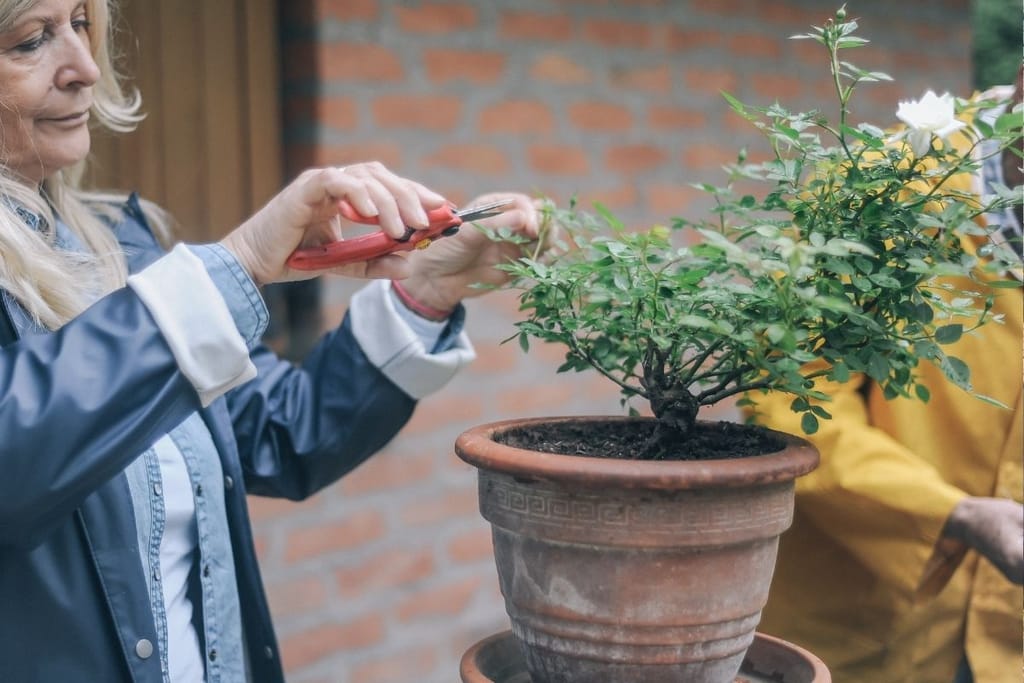 Nainen leikkaa ruukkukasvia saksilla keväällä kotipihalla