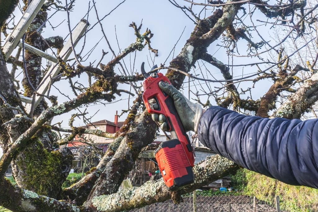Nainen leikkaa ruukkukasvia saksilla keväällä kotipihalla