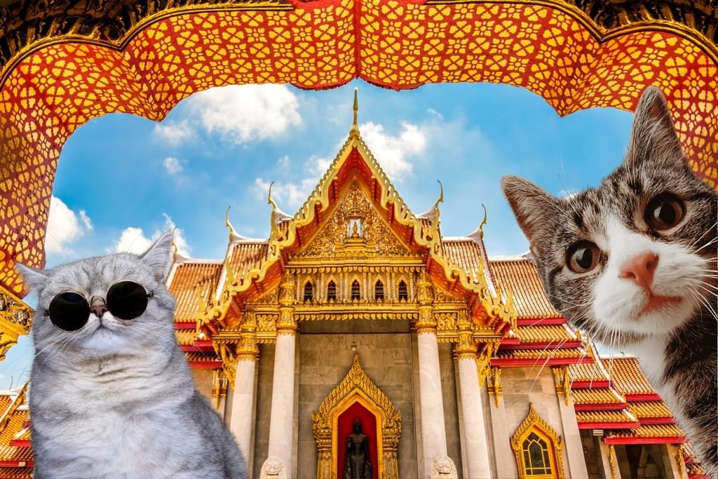 Kaksi kissaa suurenneltuna thaimaalaisen temppelin edessä, taustalla koristeellinen kultainen rakennus ja värikäs katos.