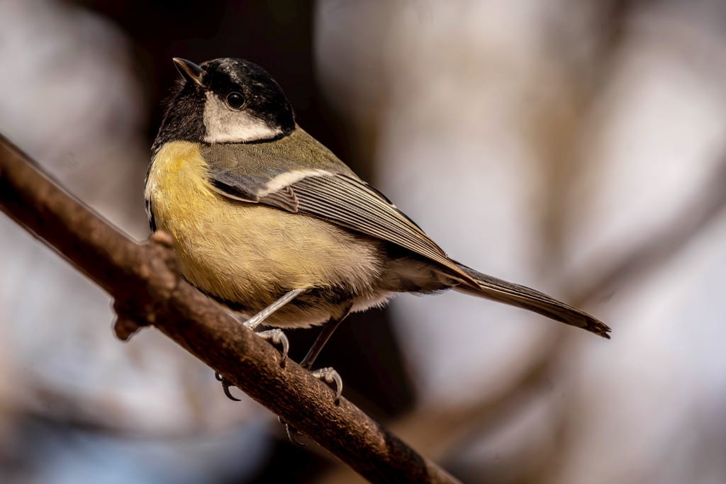 Talitiainen istuu oksalla lähikuvassa.