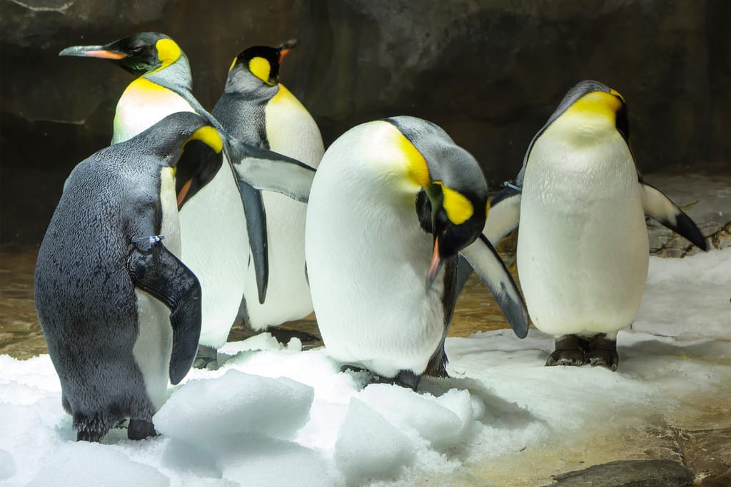 Kuningaspingviinejä seisomassa jäällä ryhmässä.