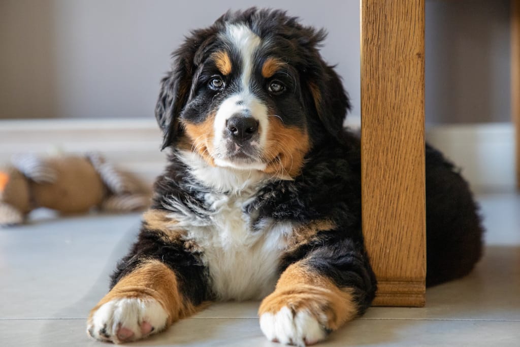 Berninpaimenkoiran pentu makaa lattialla pöydän vieressä.