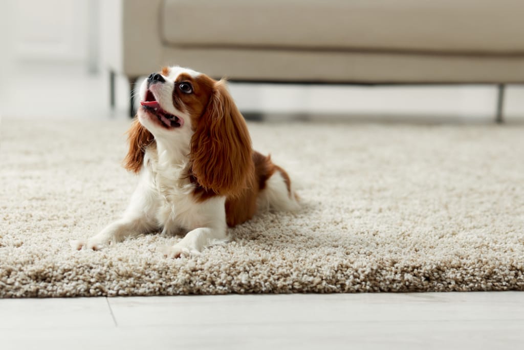 Pieni cavalier kingcharlesinspanieli makaa matolla sisällä ja katsoo ylöspäin.