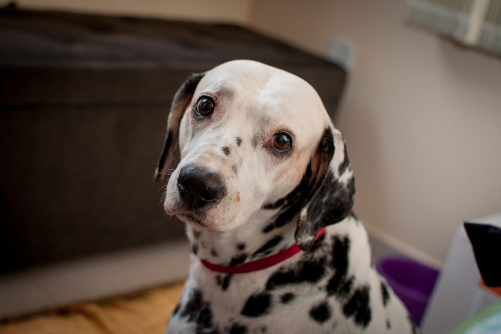 Dalmatialainen koira katsoo kameraan pää hieman kallellaan.