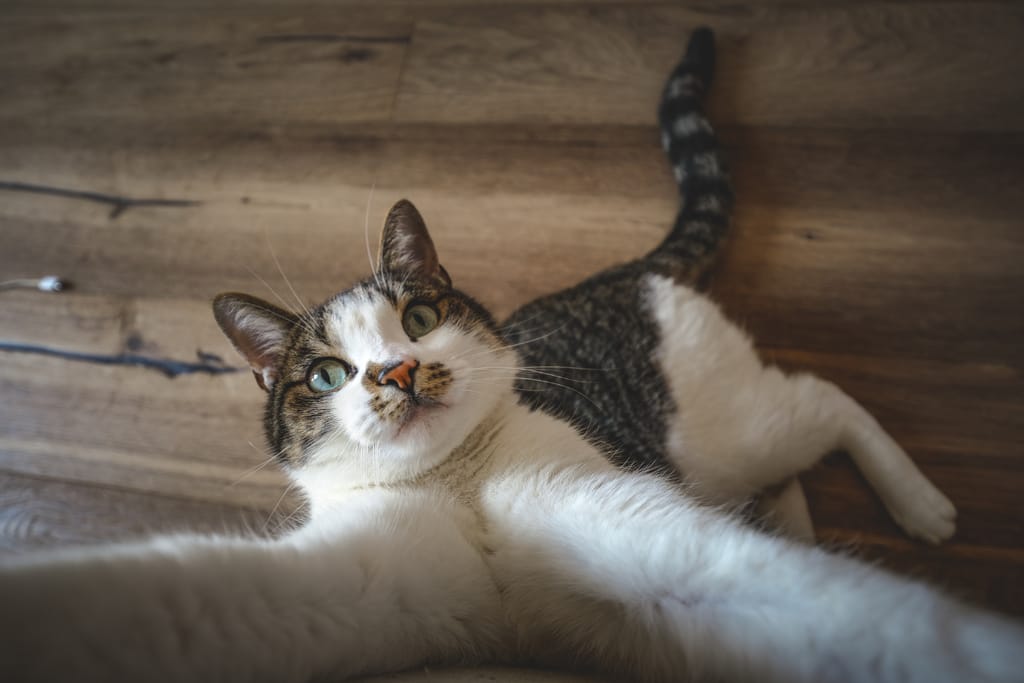 Kissa makaa selällään lattialla ja kurkottaa kohti kameraa.