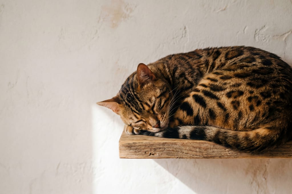 Kirjava kissa nukkuu kerällä puuhyllyn päällä.