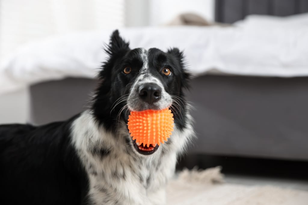 Koira pitää suussaan oranssia leikkipalloa sisätiloissa.
