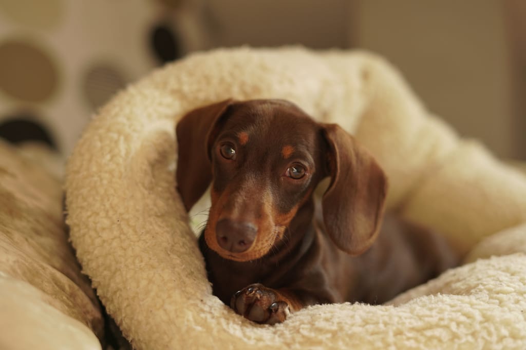 Mäyräkoira makaa pehmeässä pedissä ja katsoo kameraan.