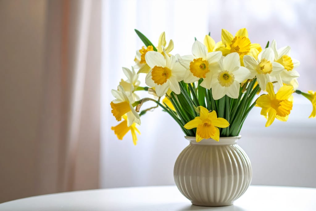 Maljakossa kimppu keltaisia narsisseja.