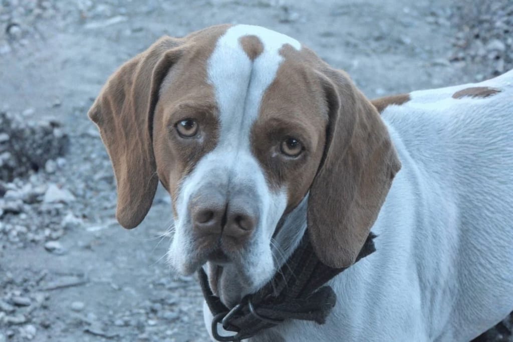 Catalburun koira kaksijakoinen nenä harvinainen turkkilainen metsästyskoira
