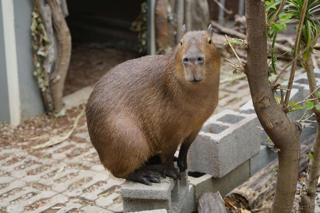 Kapybara eläintarhassa – Samba karkasi Marwell Zoosta ja on yhä kateissa