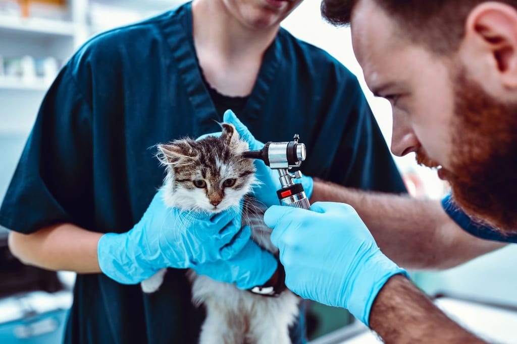 eläinlääkäri tutkii kissan korvaa henrys pocket onko normaali kissa korva