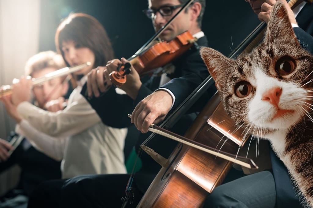 Kissa keskeyttää klassisen konsertin ja kävelee orkesterin lavalla Istanbulissa