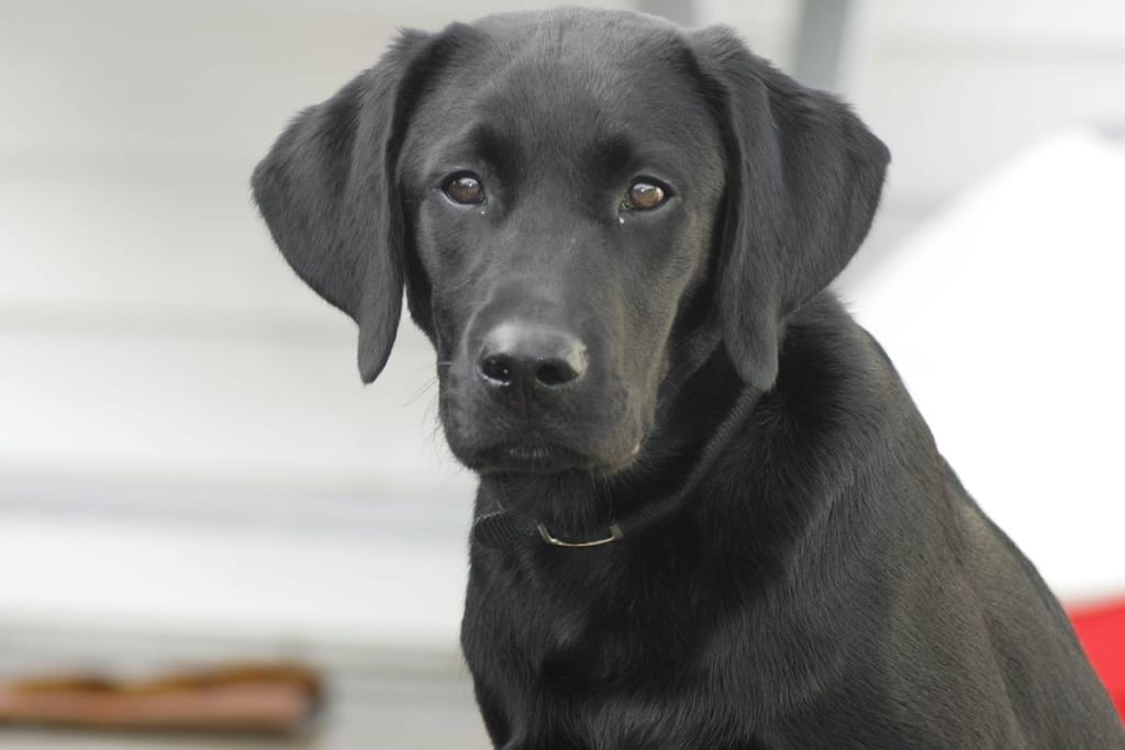 Koira tarkkailee ympäristöään – tavalliset lähtörutiinit voivat lisätä koiran stressiä