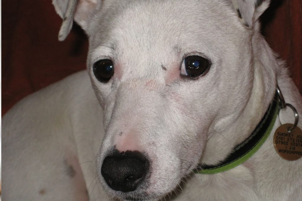 Koira katsoo omistajaa tarkasti – eroahdistus voi alkaa jo ennen kuin omistaja lähtee kotoa