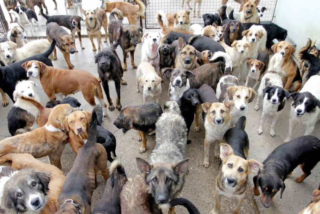 Useita erirotuisia koiria yhdessä tarhassa – uskollisuus ei riipu pelkästä koirarodusta