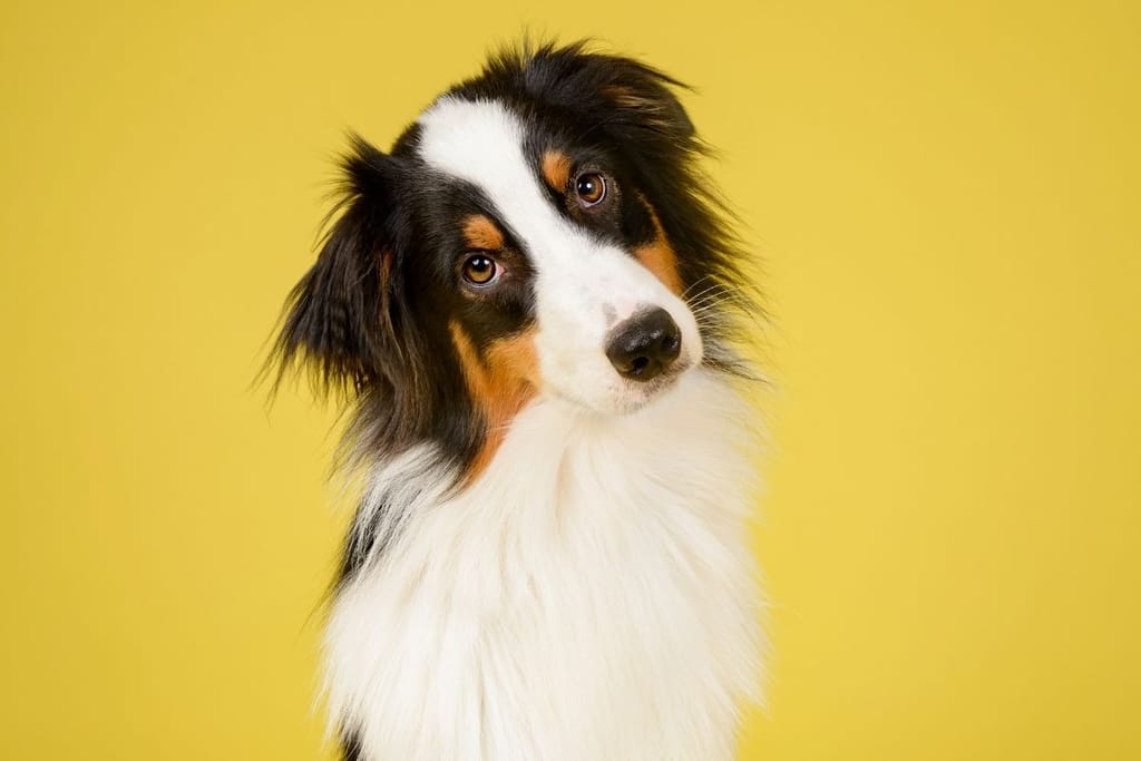 Koira kallistaa päätään ja reagoi omistajan huomioon ennen yksin jäämistä