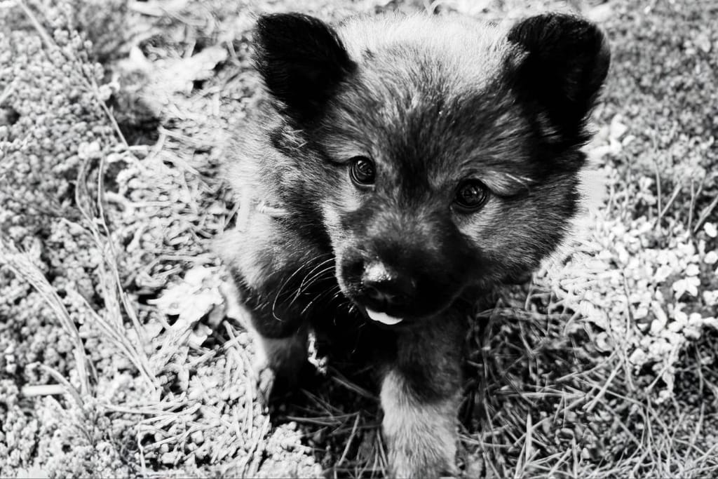 8-viikkoinen koiranpentu ulkona – pienet koirat voivat altistua hengenvaarallisille roskille