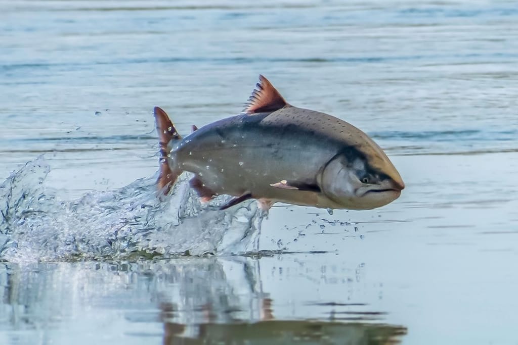 Atlantin lohi hyppää vedestä – tutkimus paljastaa kokaiinin vaikutukset kalojen käyttäytymiseen