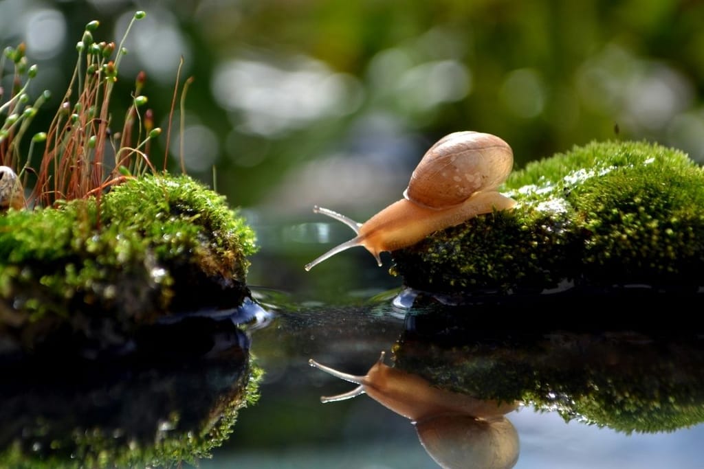 etana sammaleella luonnossa loiset eläimissä esimerkki