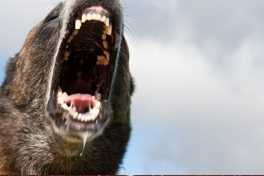 karjuva eläin lähikuvassa pelottavat loiset muuttavat käyttäytymistä