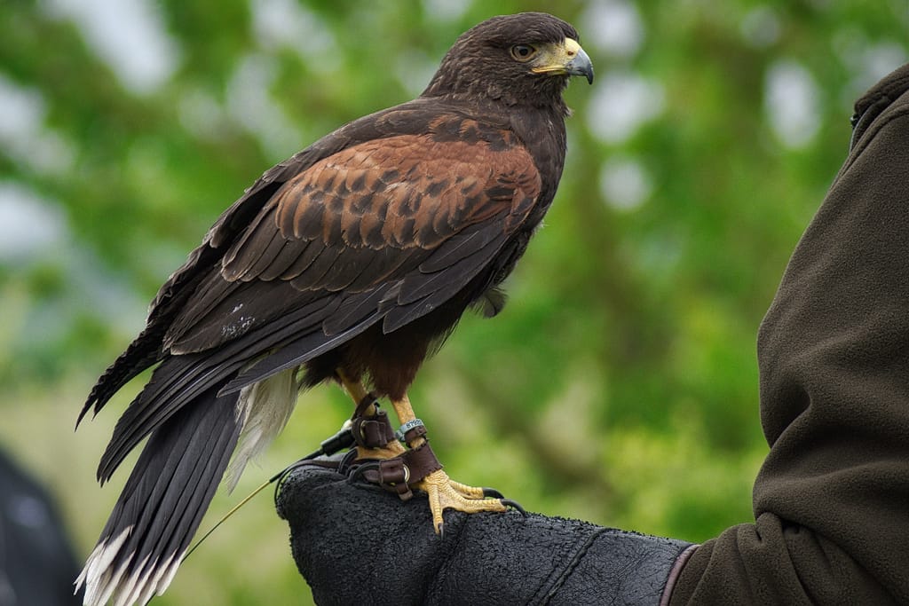 Harrisin haukka ihmisen kädellä.