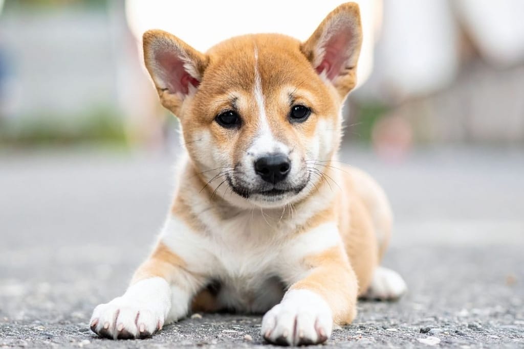 Suloinen Shiba inu -koiranpentu makaa maassa – hiljaiset koirarodut sopivat hyvin kerrostaloon