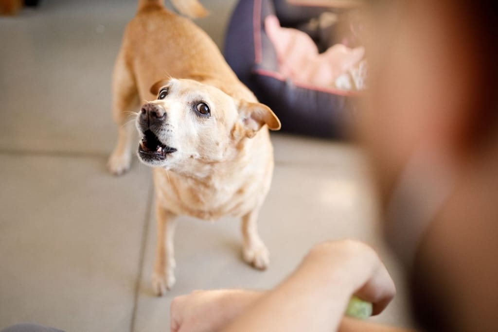 Haukkuva koira sisätiloissa – äänekäs koira voi aiheuttaa haasteita kerrostaloasumisessa