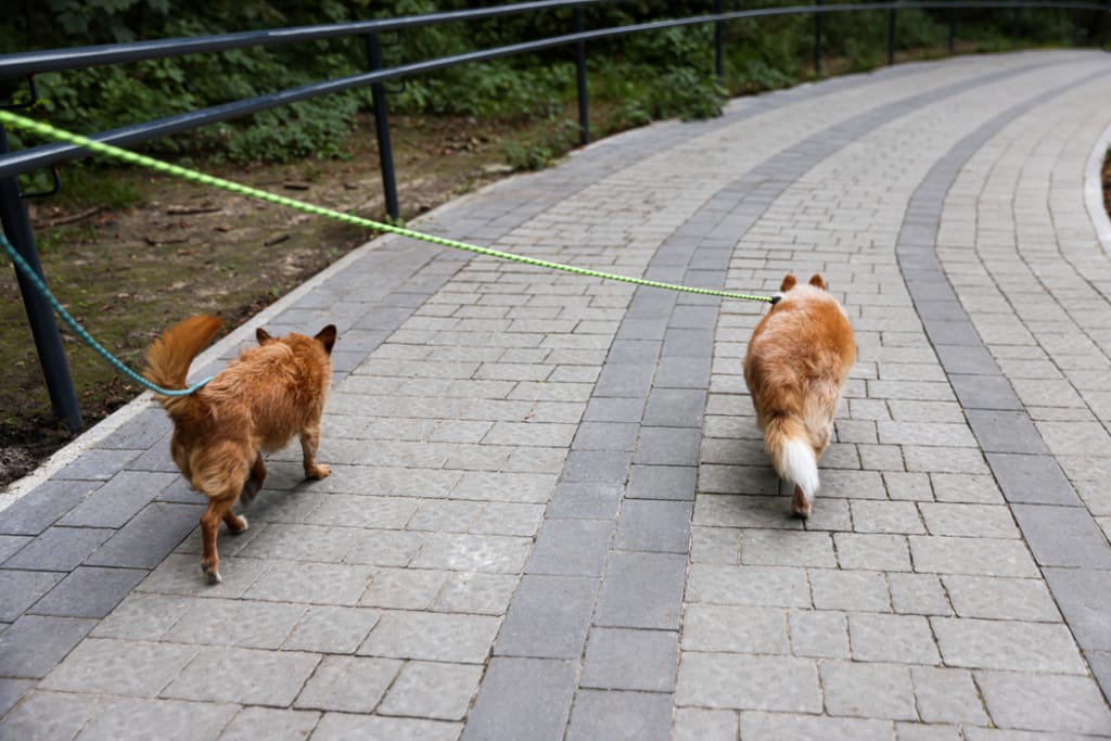 Kahta koiraa kävelytetään puistossa.