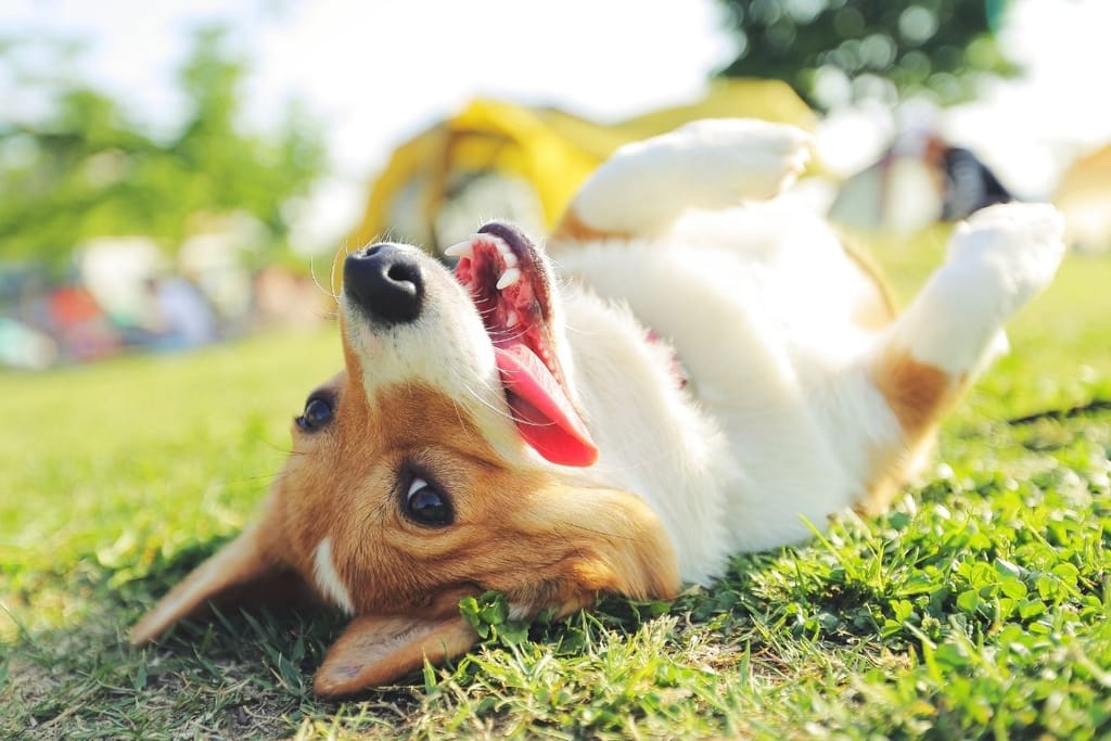 Iloinen corgi makaa selällään nurmikolla kieli ulkona aurinkoisessa puistossa
