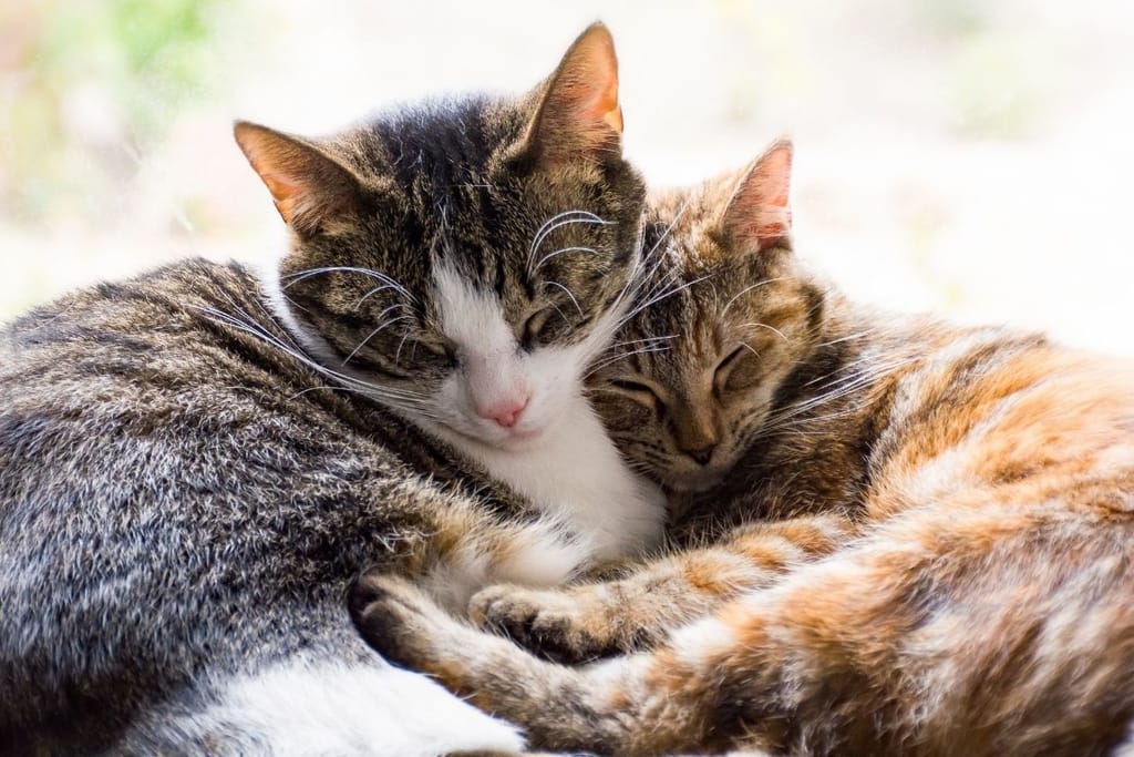 Kissojen omistajia on tutkittu.