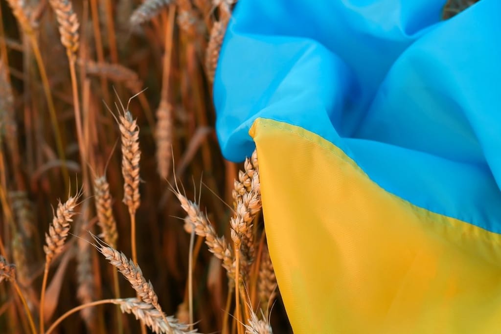 Ukrainan sini-keltainen lippu liehuu kypsässä vehnäpellossa – maan viljasato Venäjän miehityksen uhan alla.