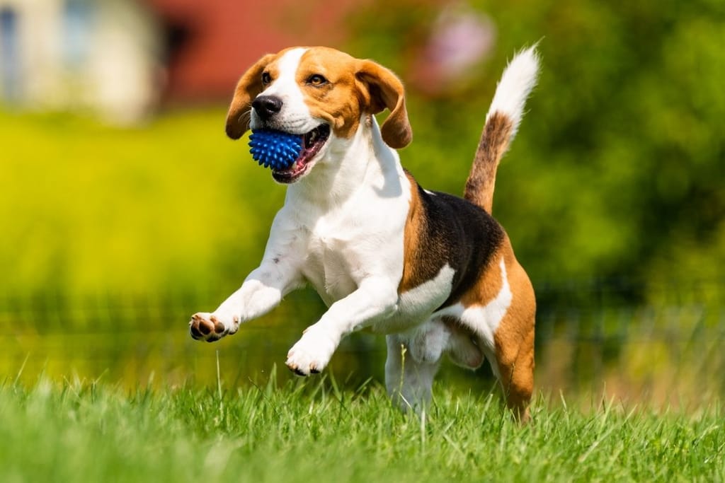 Beagle koira leikkii nurmikolla