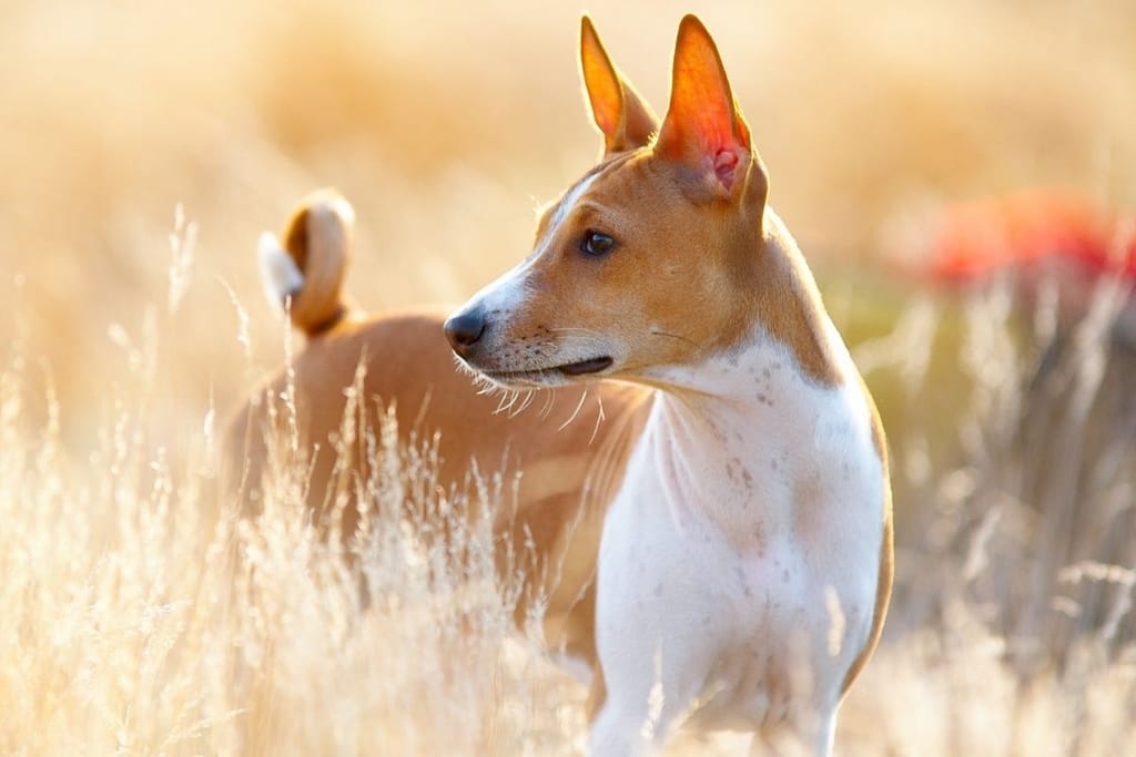 Ruskeavalkoinen basenji seisoo kultaisessa heinikossa auringonvalossa ja katsoo sivulle