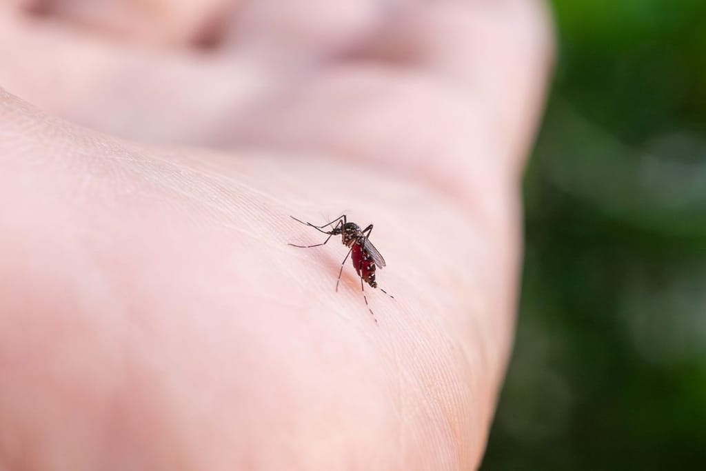Hyttynen pistää ihmisen käteen ulkona vihreää taustaa vasten