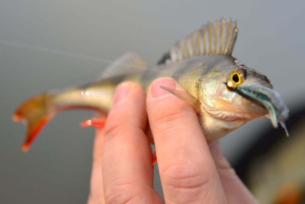 Kalastajan käsi pitelee pientä uistimeen tarttunutta ahventa järven rannalla.