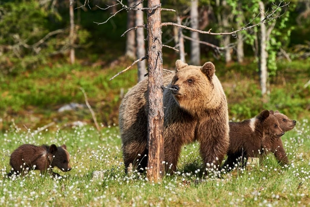 Ruskea karhuemo ja kolme pientä karhunpentua seisovat tupasvilloja kasvavalla vihreällä metsäaukiolla.