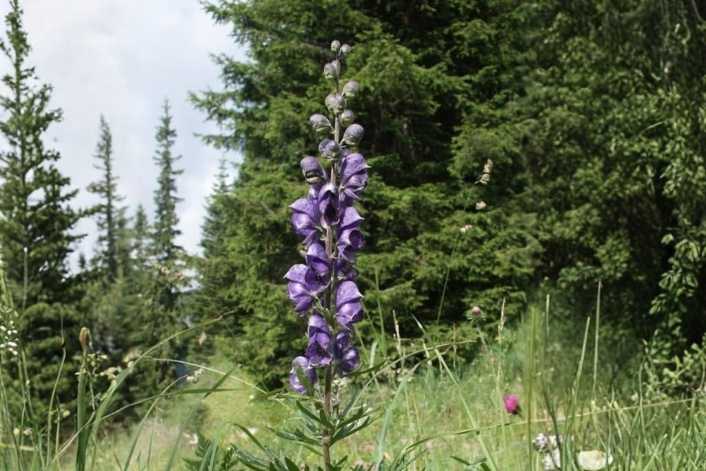 Tummansininen ukonhattu kukkii pystyssä varressaan vihreän metsän edustalla.