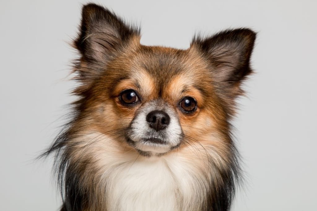 Pitkäkarvaisen chihuahuan lähikuva, jossa koira katsoo suoraan eteenpäin suurine silmineen.