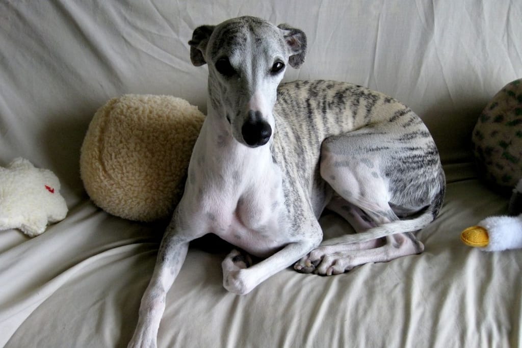 Raidallinen whippet-koira lepää vaalealla kankaalla peitetyn sohvan päällä kotona.