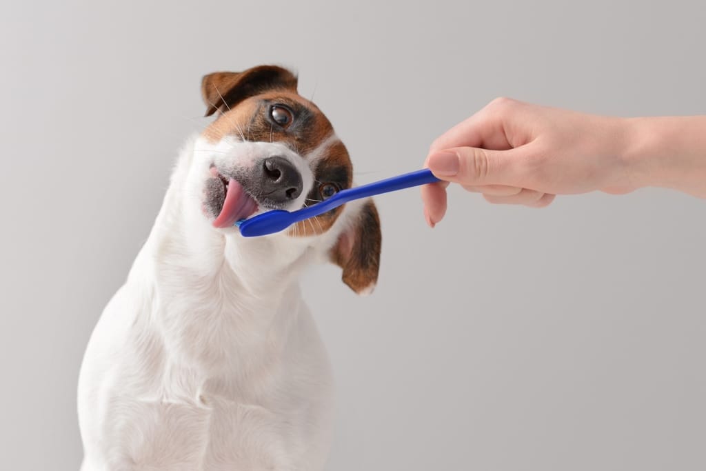 Jackrussellinterrieri nuolee sinistä hammasharjaa hampaiden harjaukseen totuttelun aikana.